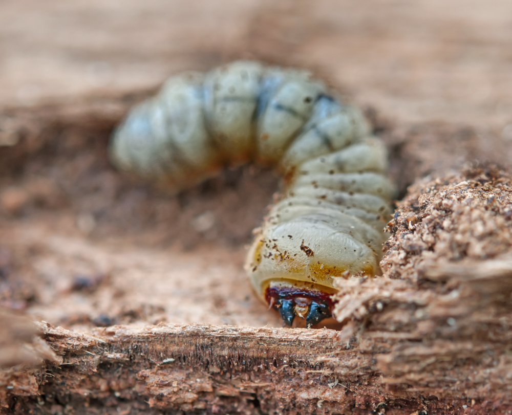 woodworm