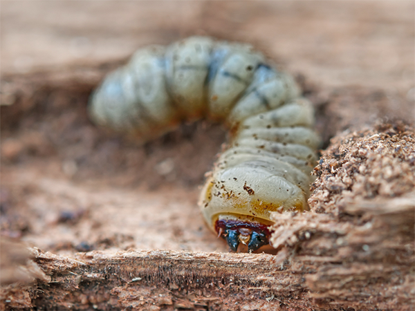 Woodworm Investigation