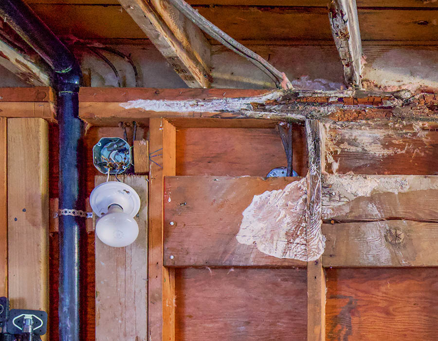dry rot