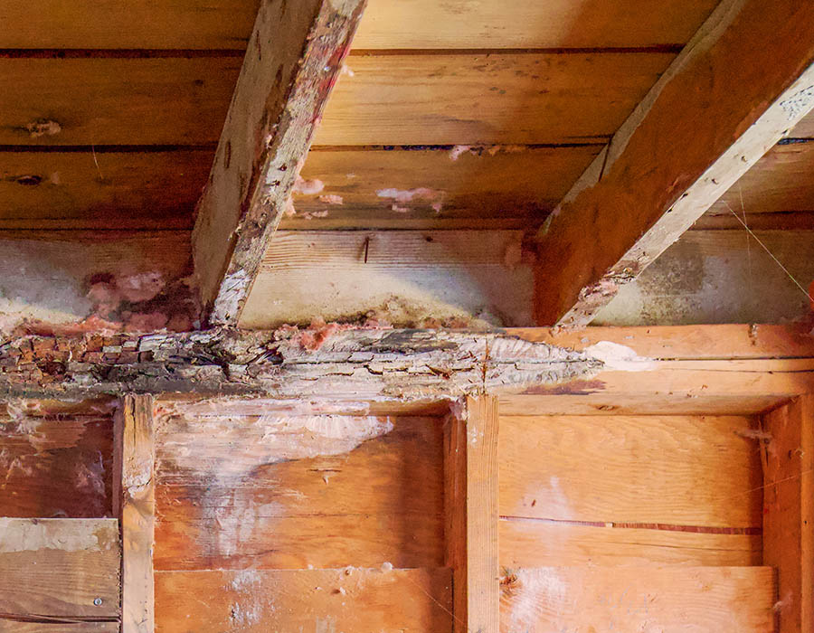 dry rot