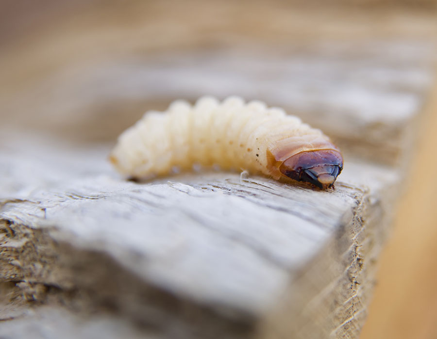 woodworm 2